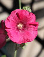 Image of hollyhock