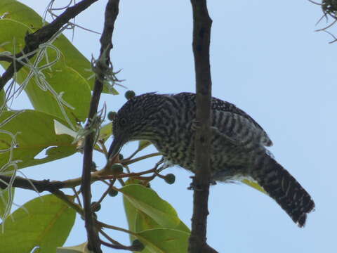 Image of Bar-crested Antshrike