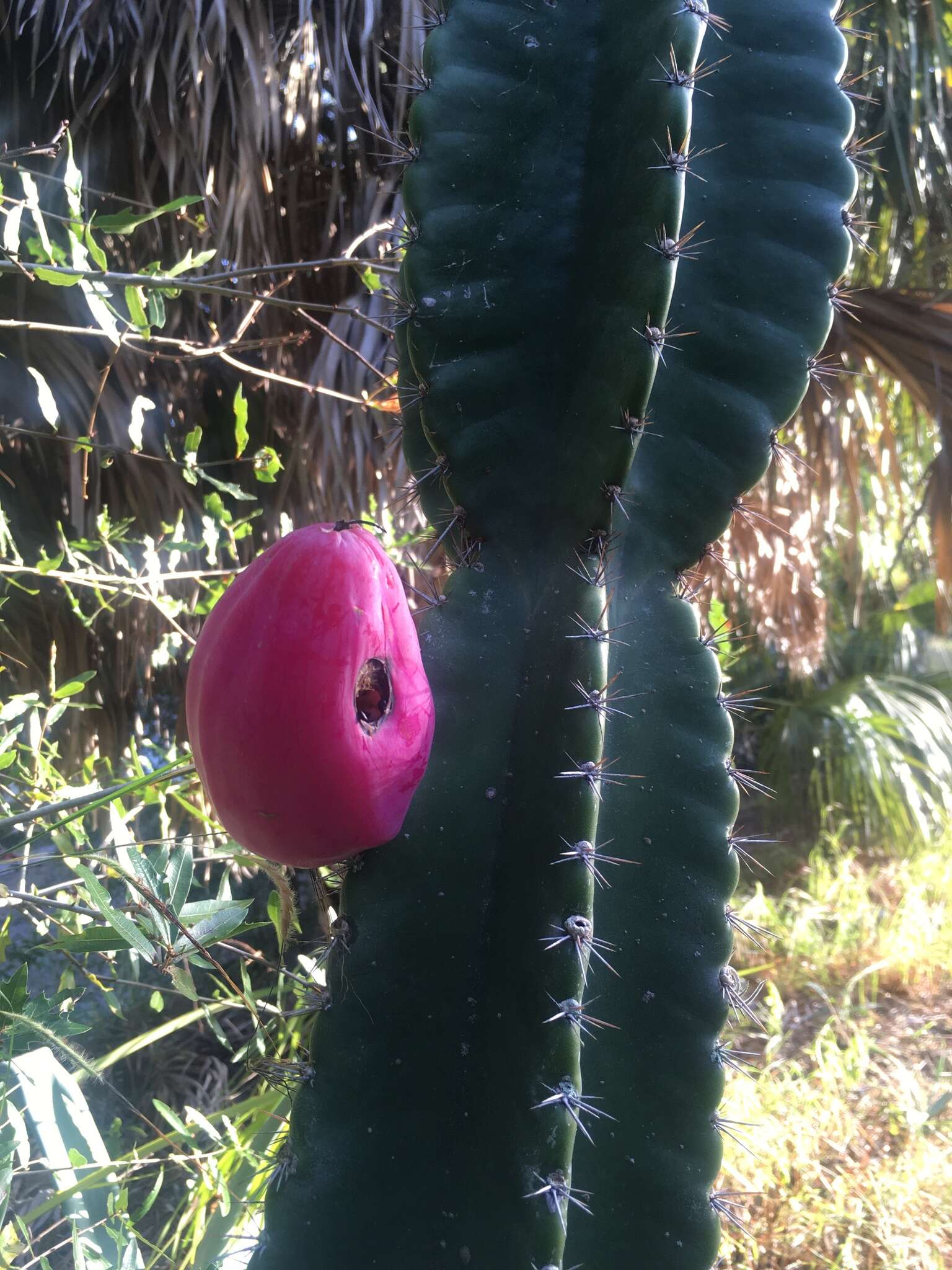 Image of Lady of the Night Cactus