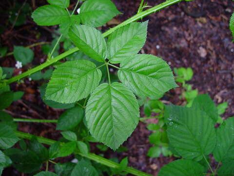 صورة Rubus accrescens Newton