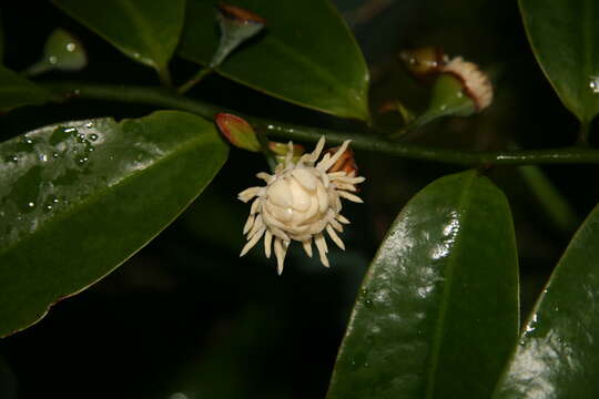 Image of Eupomatia laurina R. Br.