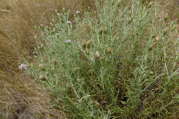 Imagem de Vittadinia gracilis (Hook. fil.) N. T. Burb.