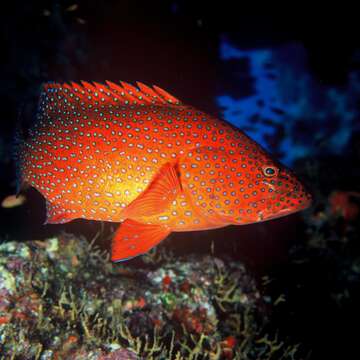 Image of Coral Hind