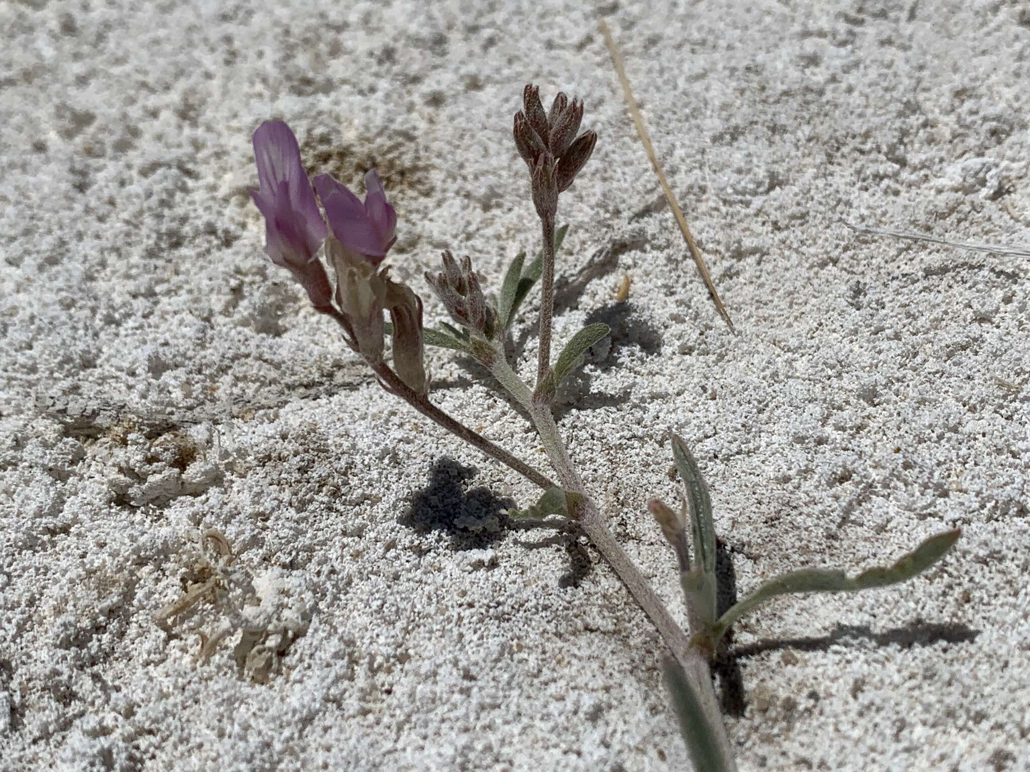 Image of Fish Slough milkvetch