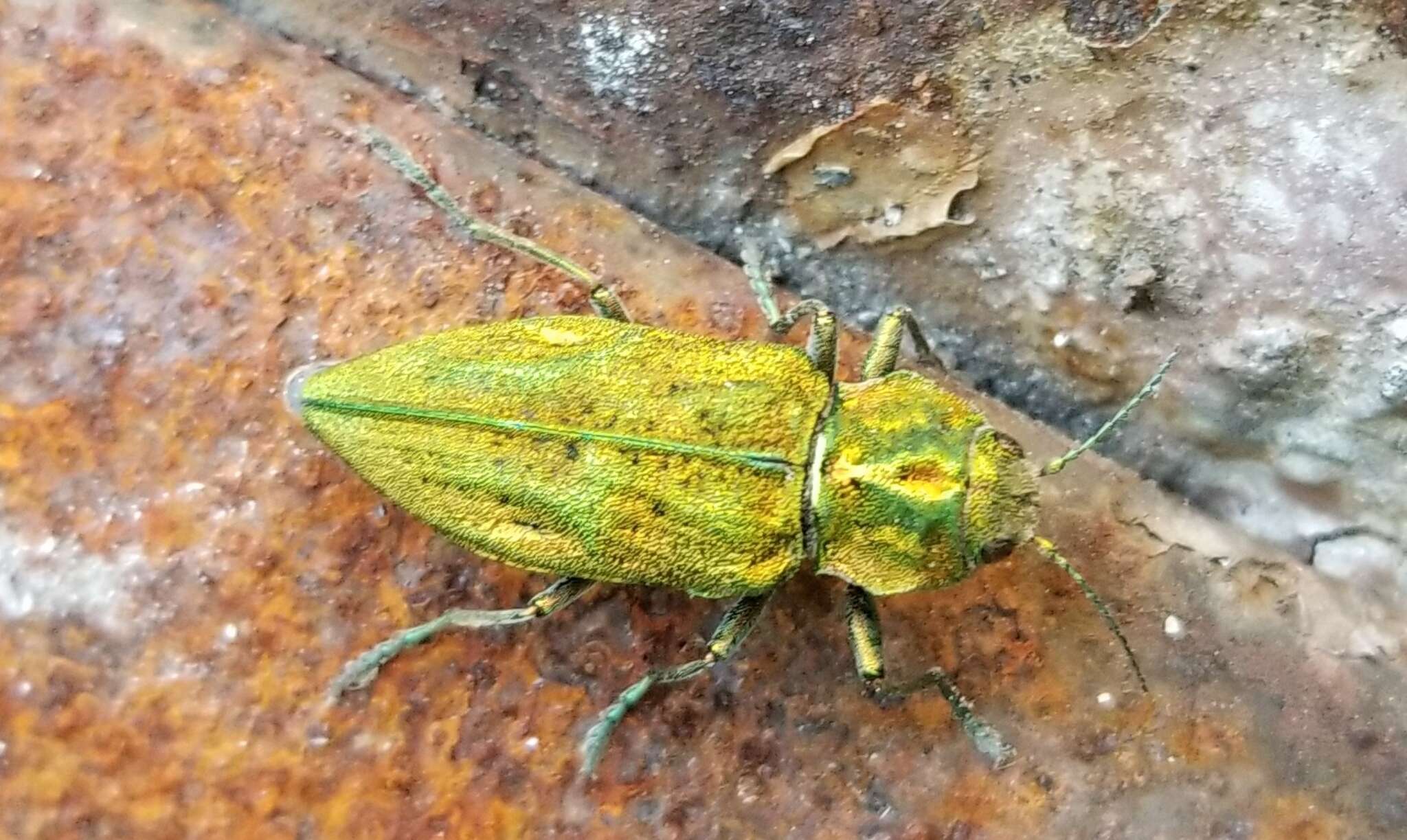 Image of Western Cedar Borer