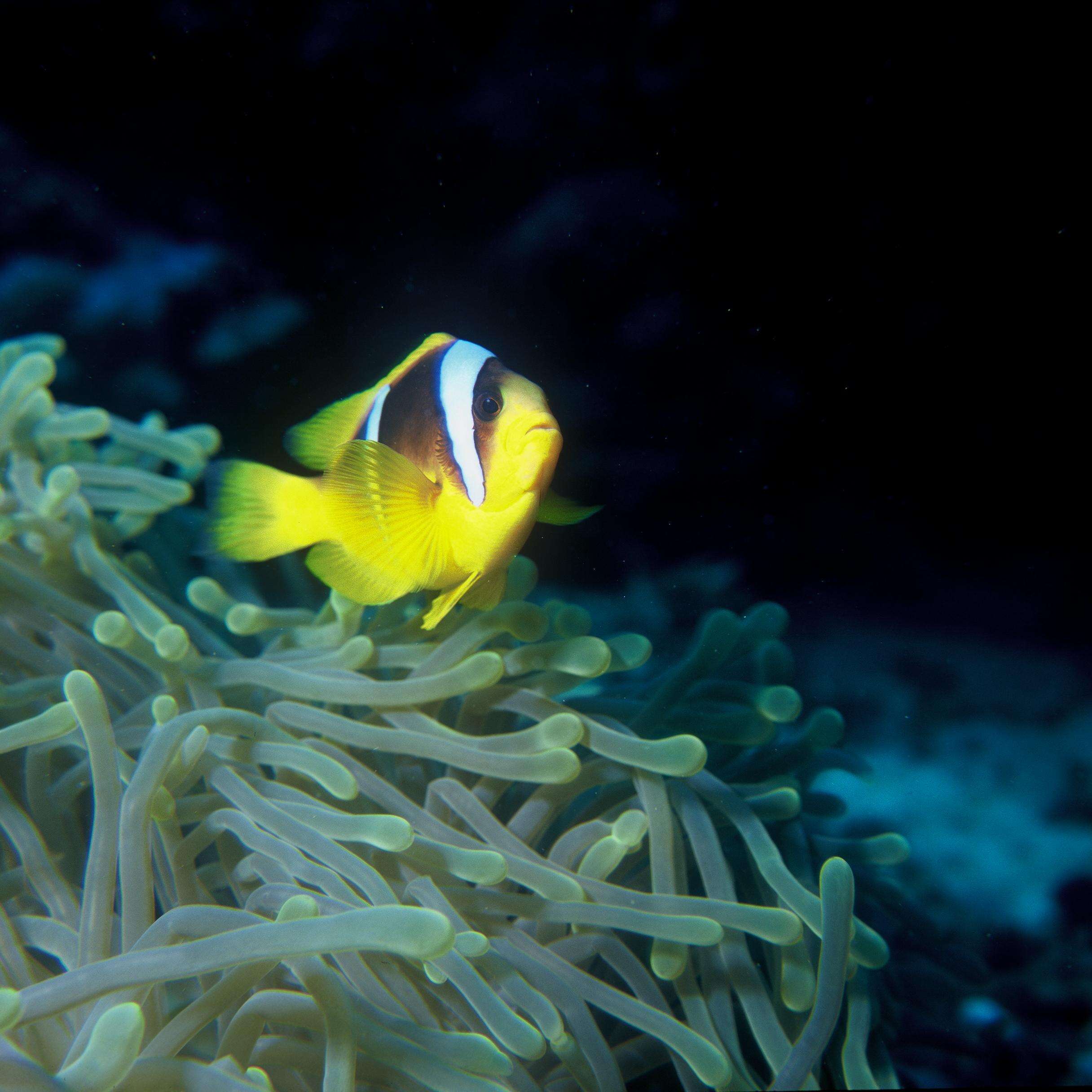 Image of Clownfish