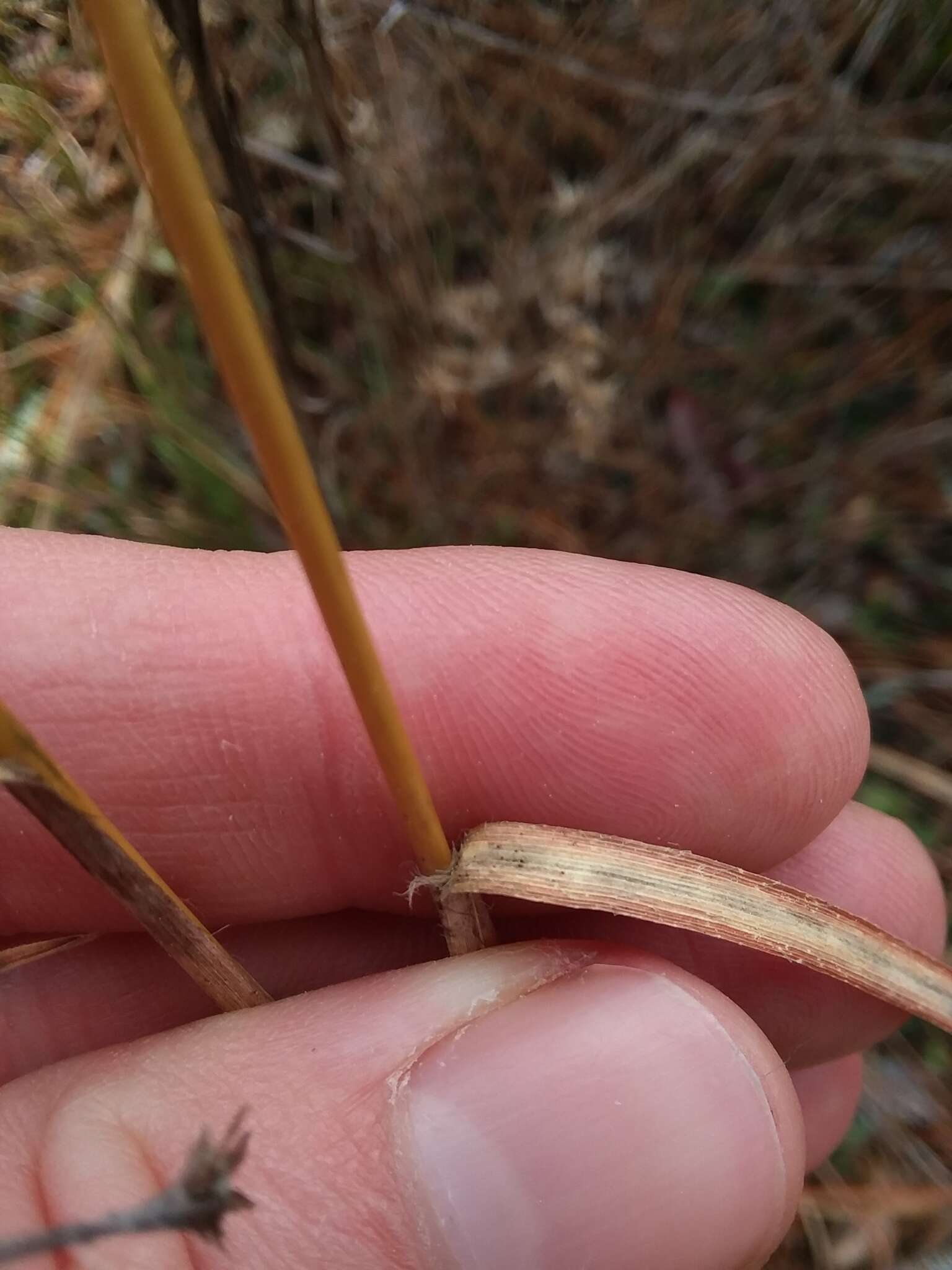 Image of Andropogon gyrans Ashe