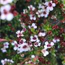 Sivun Leptospermum rupestre Hook. fil. kuva