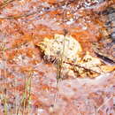 Image of Archaeosynthemis orientalis Tillyard 1910