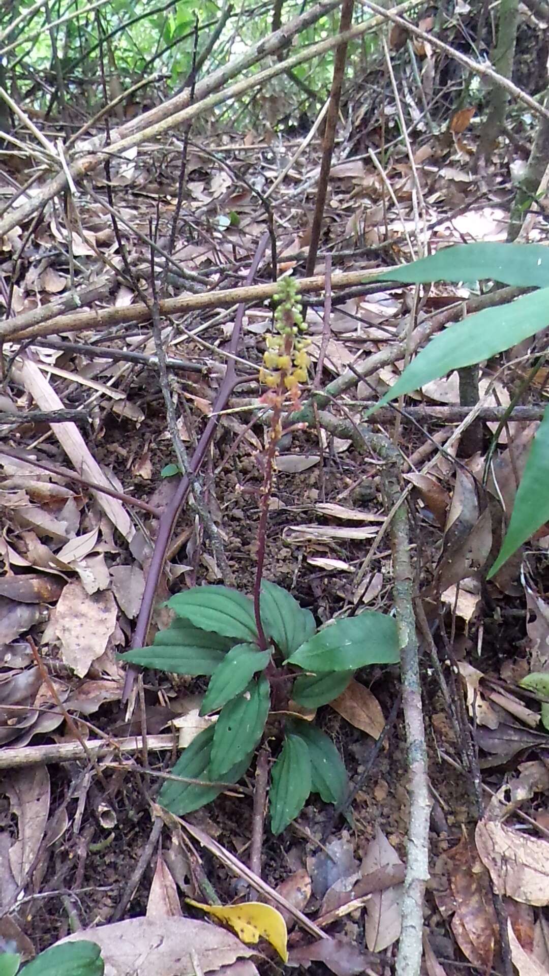 Image of Crepidium roohutuensis (Fukuy.) T. P. Lin