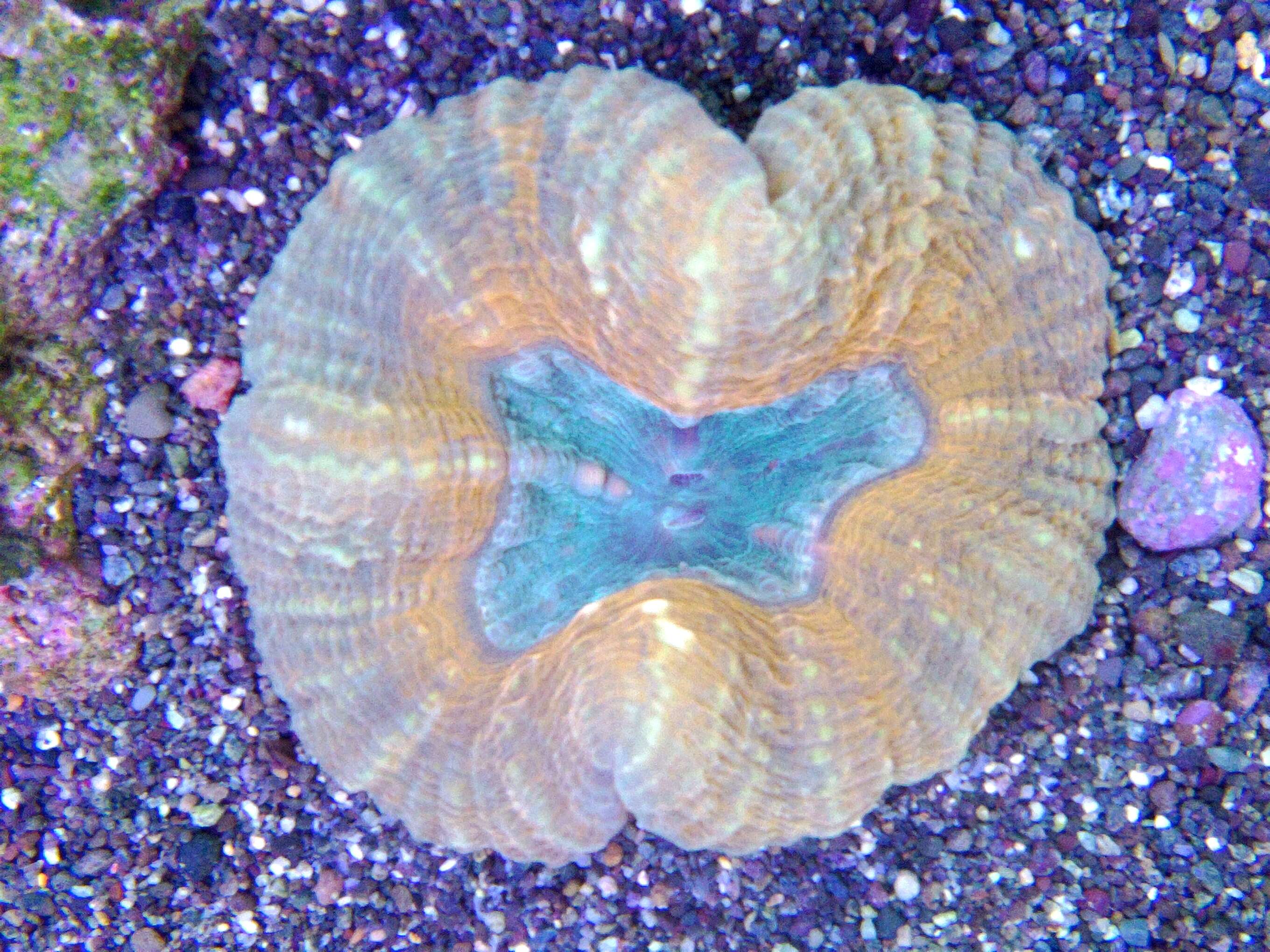 Image of brain coral