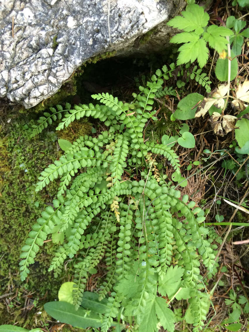 Image of Green Spleenwort