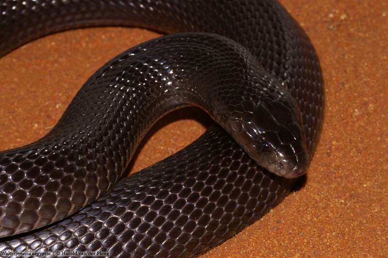 Image of Desert Cobra