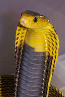 Image of Samar Cobra