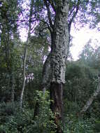 Image of Cork Oak