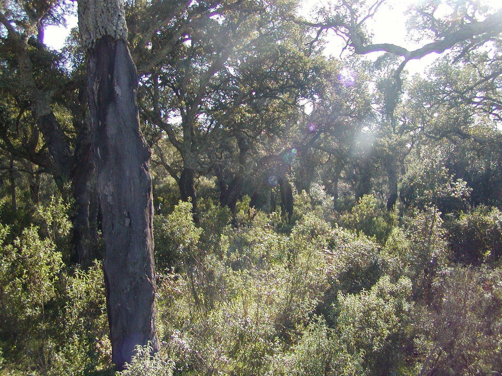 Image of Cork Oak