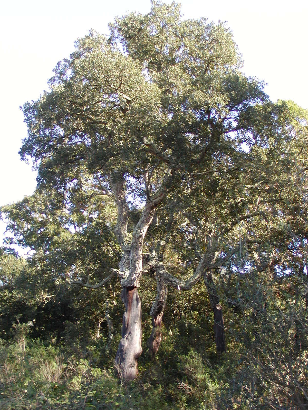 Image of Cork Oak