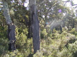 Image of Cork Oak