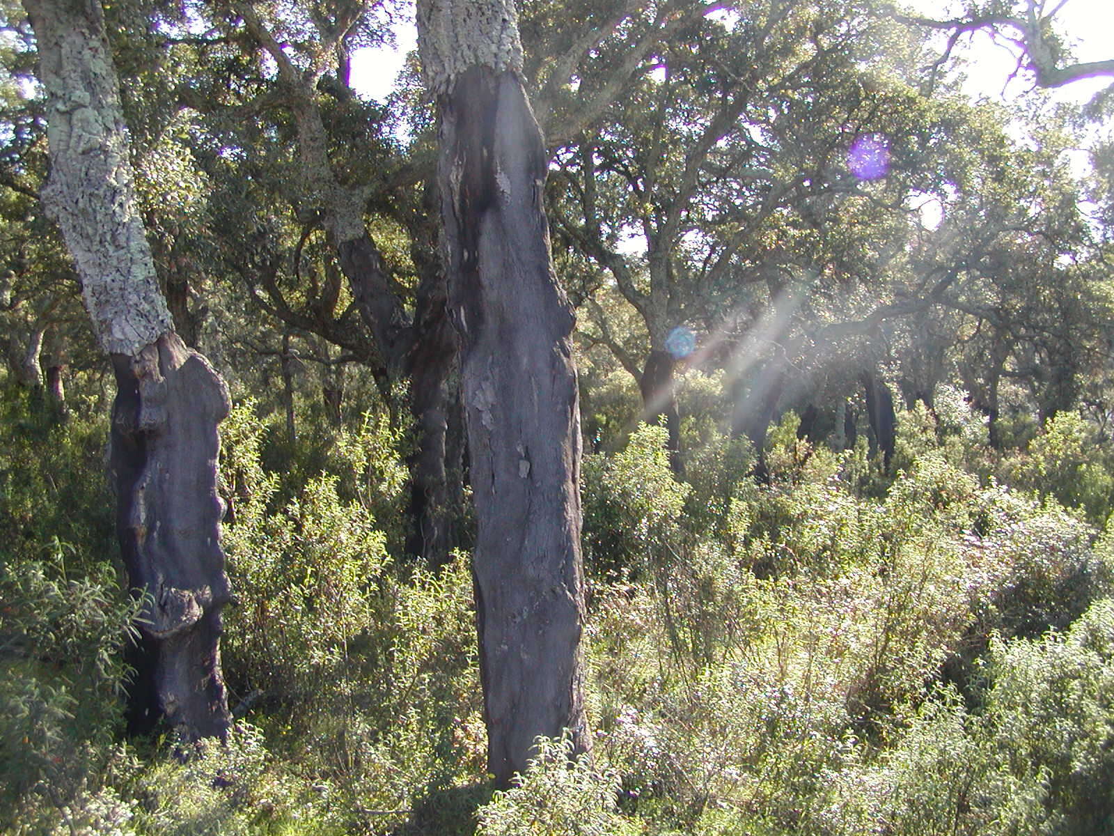 Image of Cork Oak