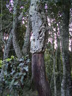 Image of Cork Oak