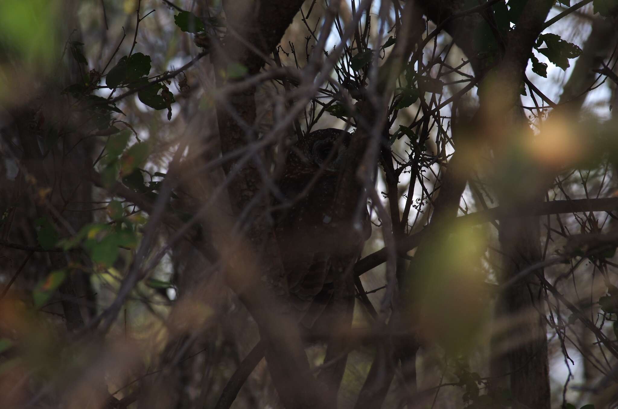 Image of African Wood Owl