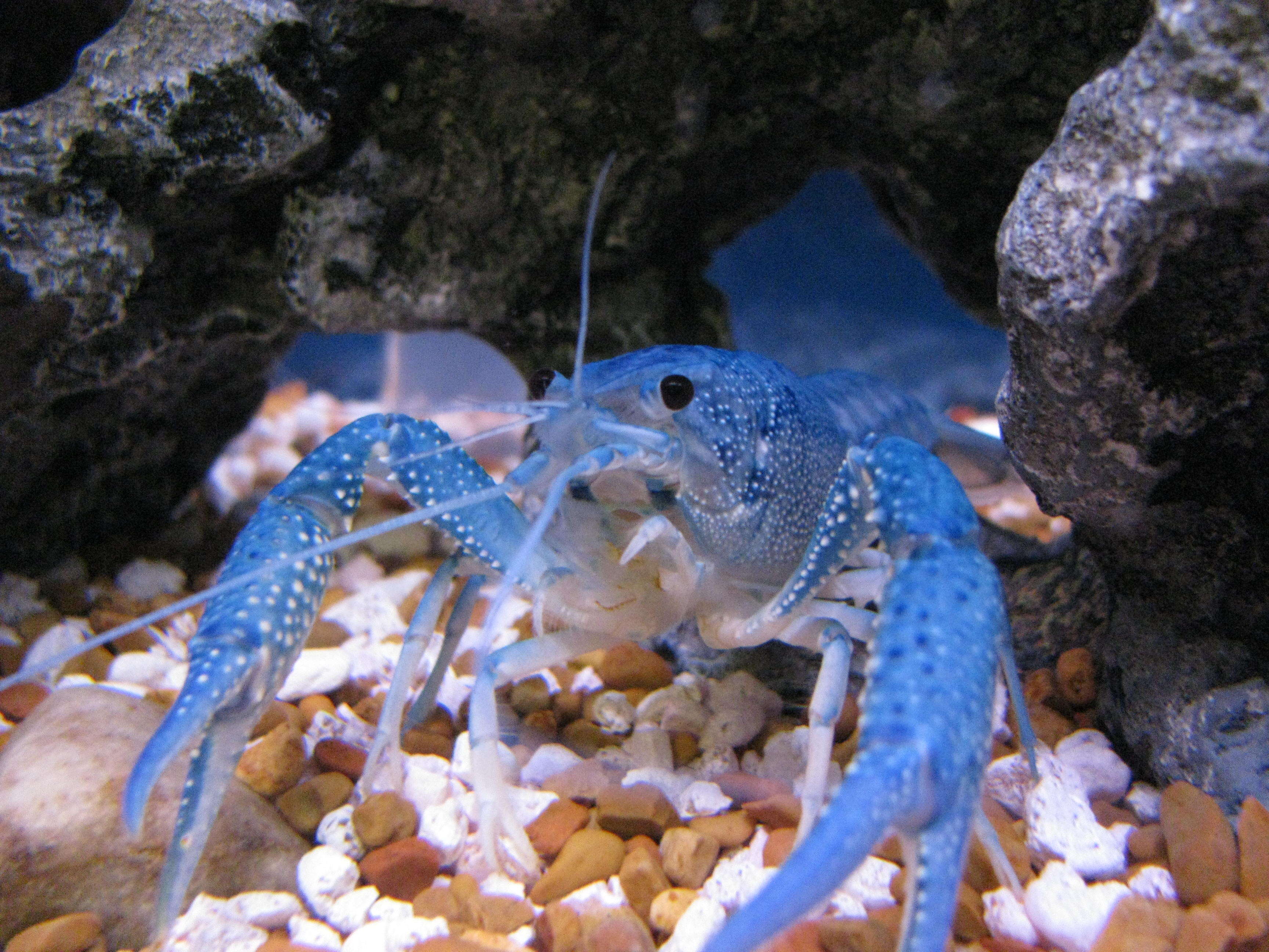 Image of Florida Crayfish