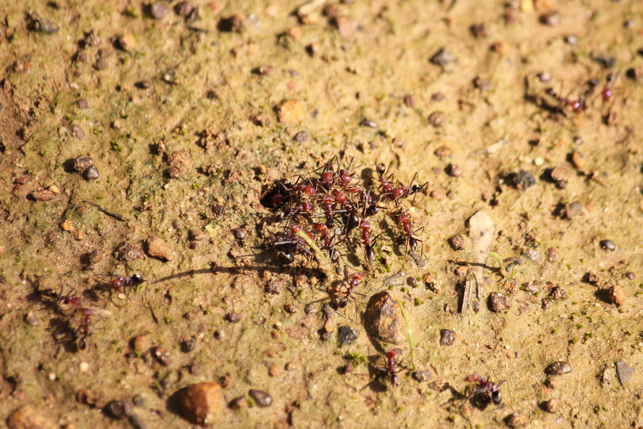 Image of Iridomyrmex purpureus (Smith 1858)