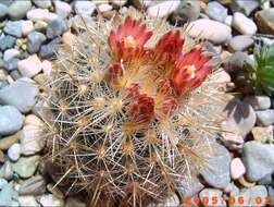 Image of foxtail cactu