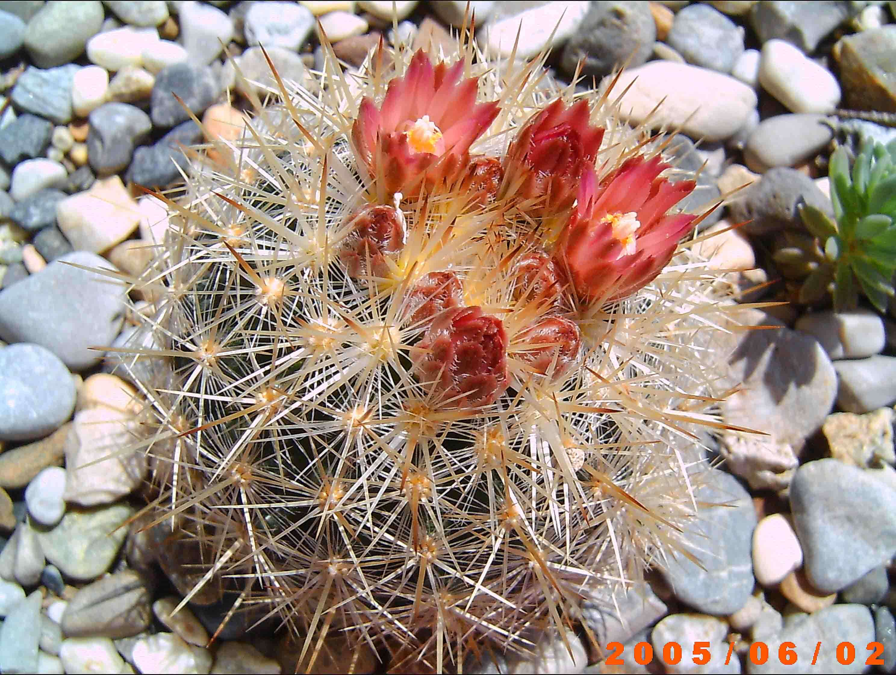 Image of foxtail cactu