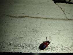 Image of Redshouldered ham beetle