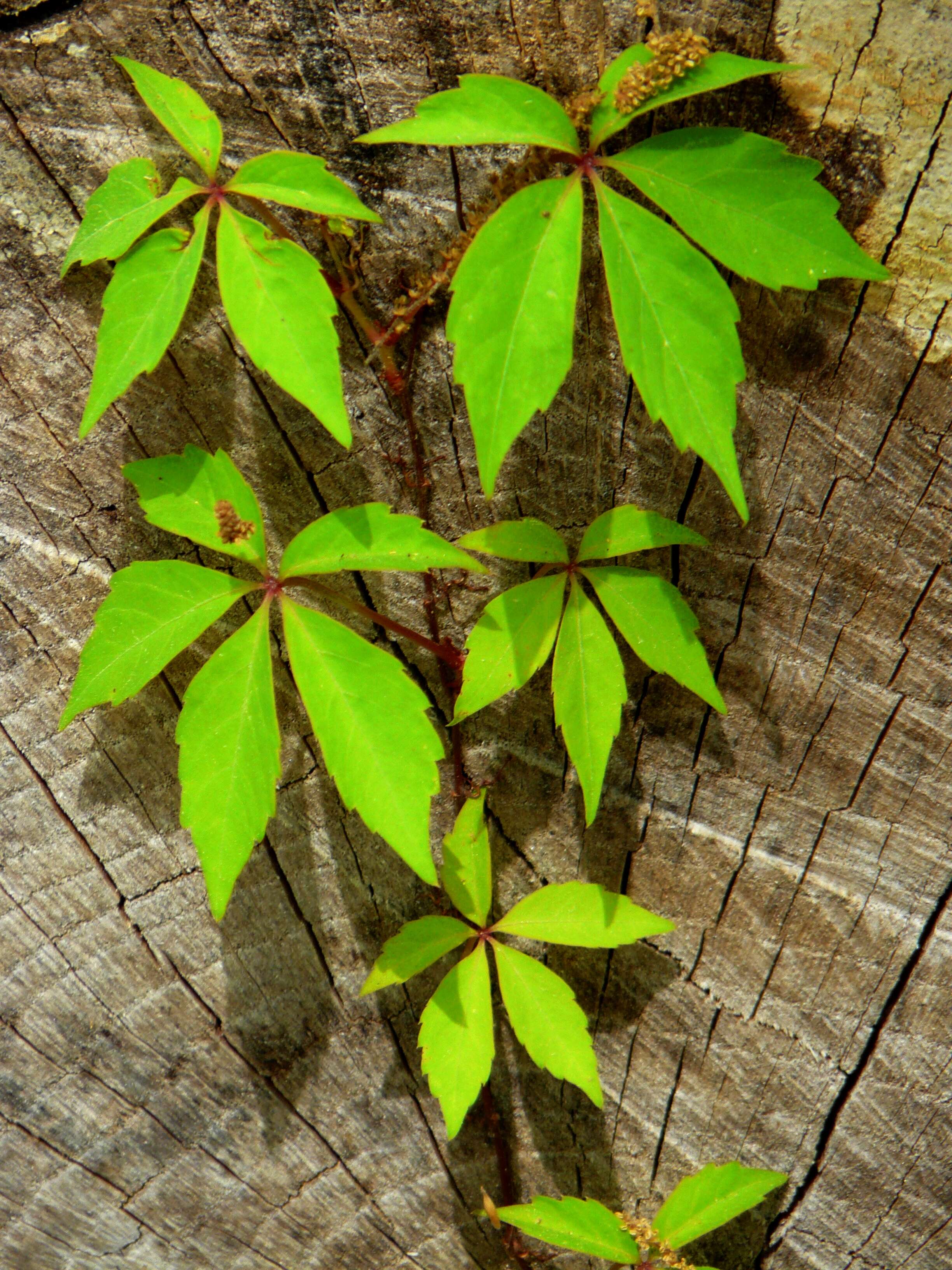 Image of Virginia creeper