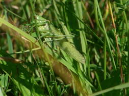 Image of Great green bushcricket