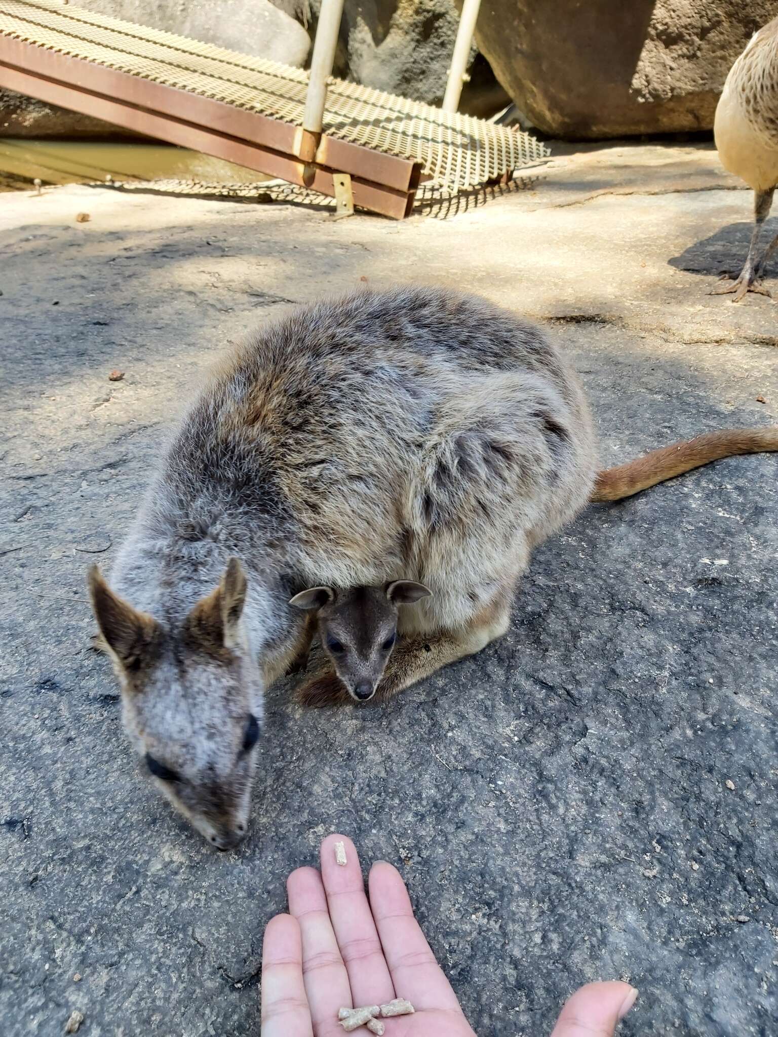 Image of Mareeba Rock Wallaby