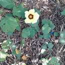 Image of lemonyellow rosemallow