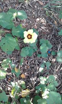 Image of lemonyellow rosemallow