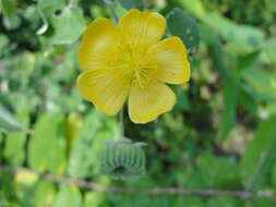 Imagem de Abutilon indicum (L.) Sweet