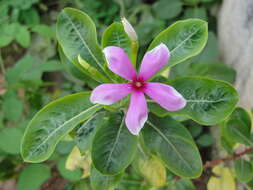 Image of Madagascar periwinkle