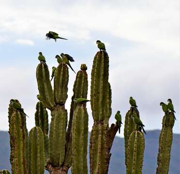 صورة Myiopsitta monachus luchsi (Finsch 1868)