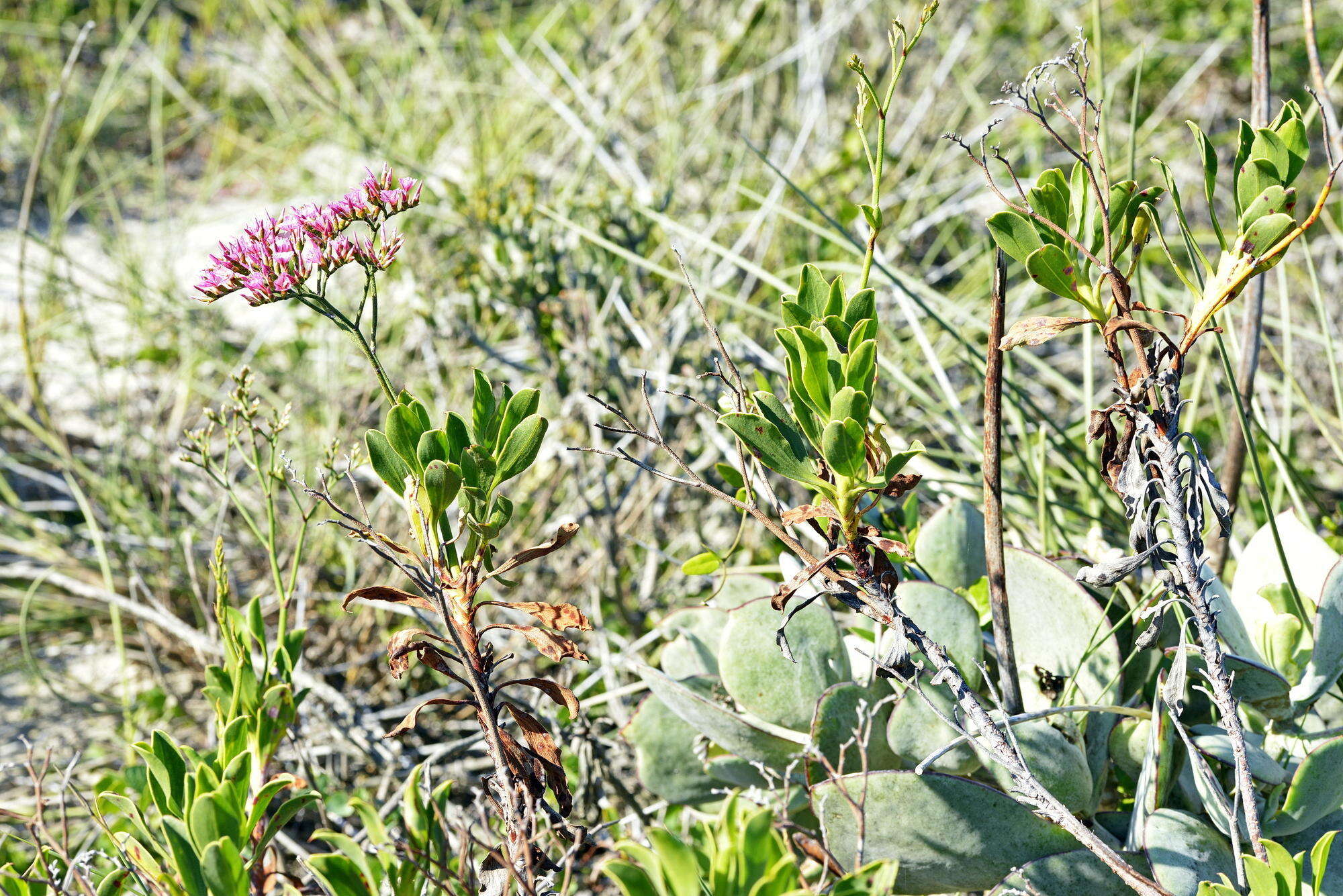 Image of Afrolimon peregrinum (Berg.) I. A. Lincz.