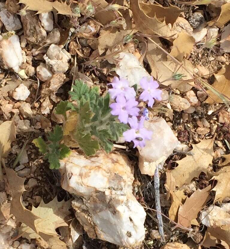 Image of southwestern mock vervain