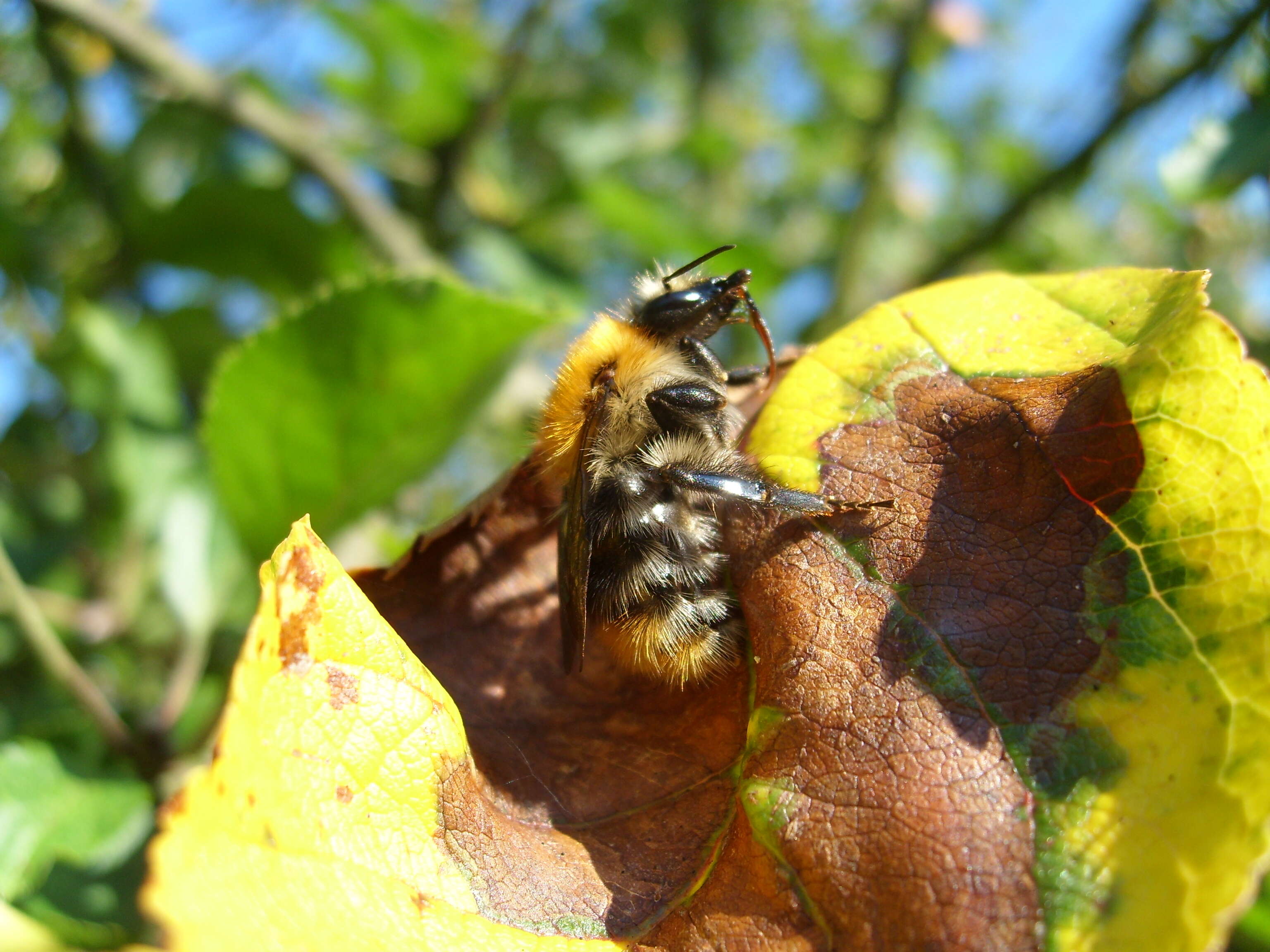 Image of Common carder bumblebee