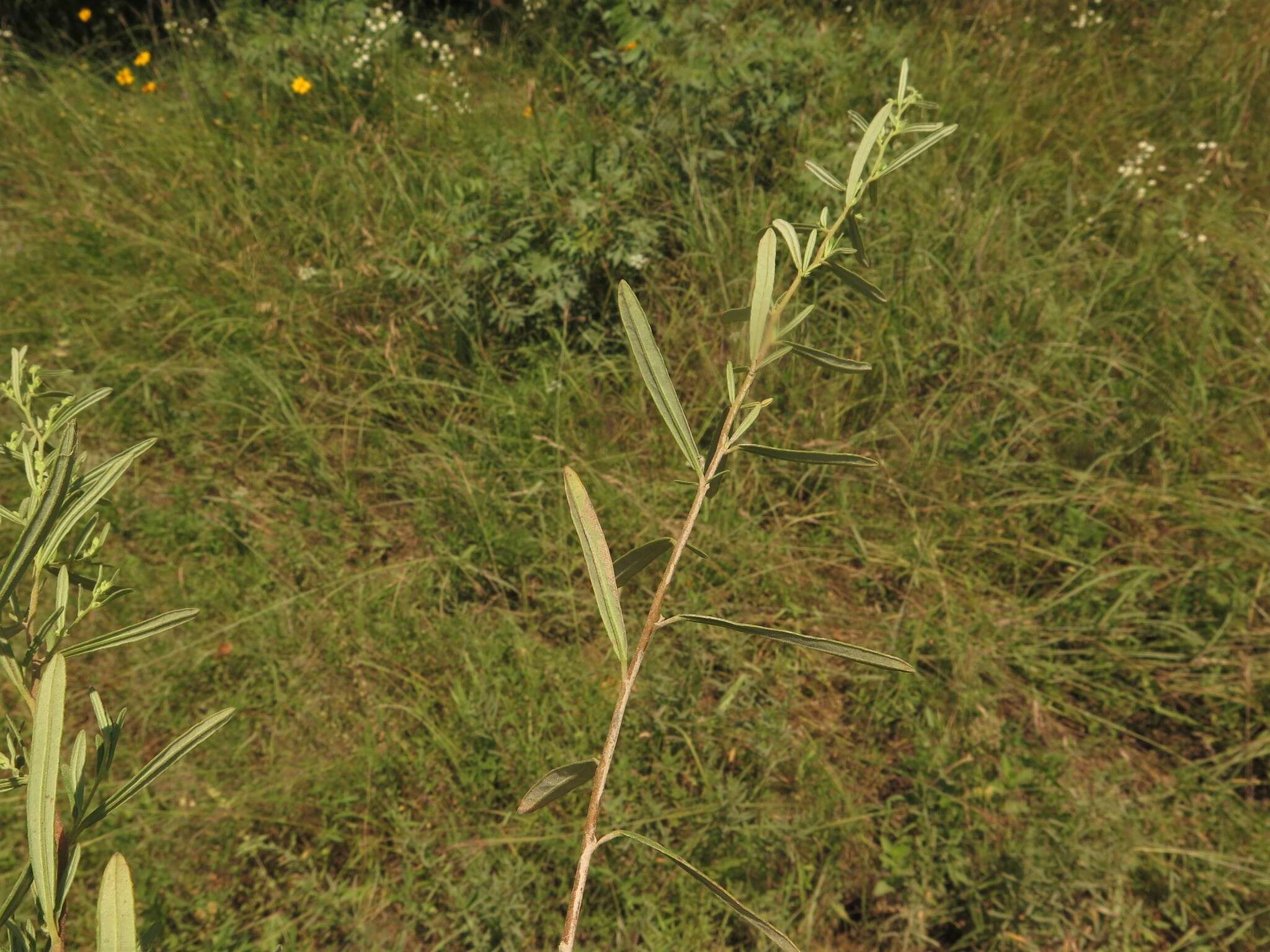 Image of Crocanthemum rosmarinifolium (Pursh) Janchen