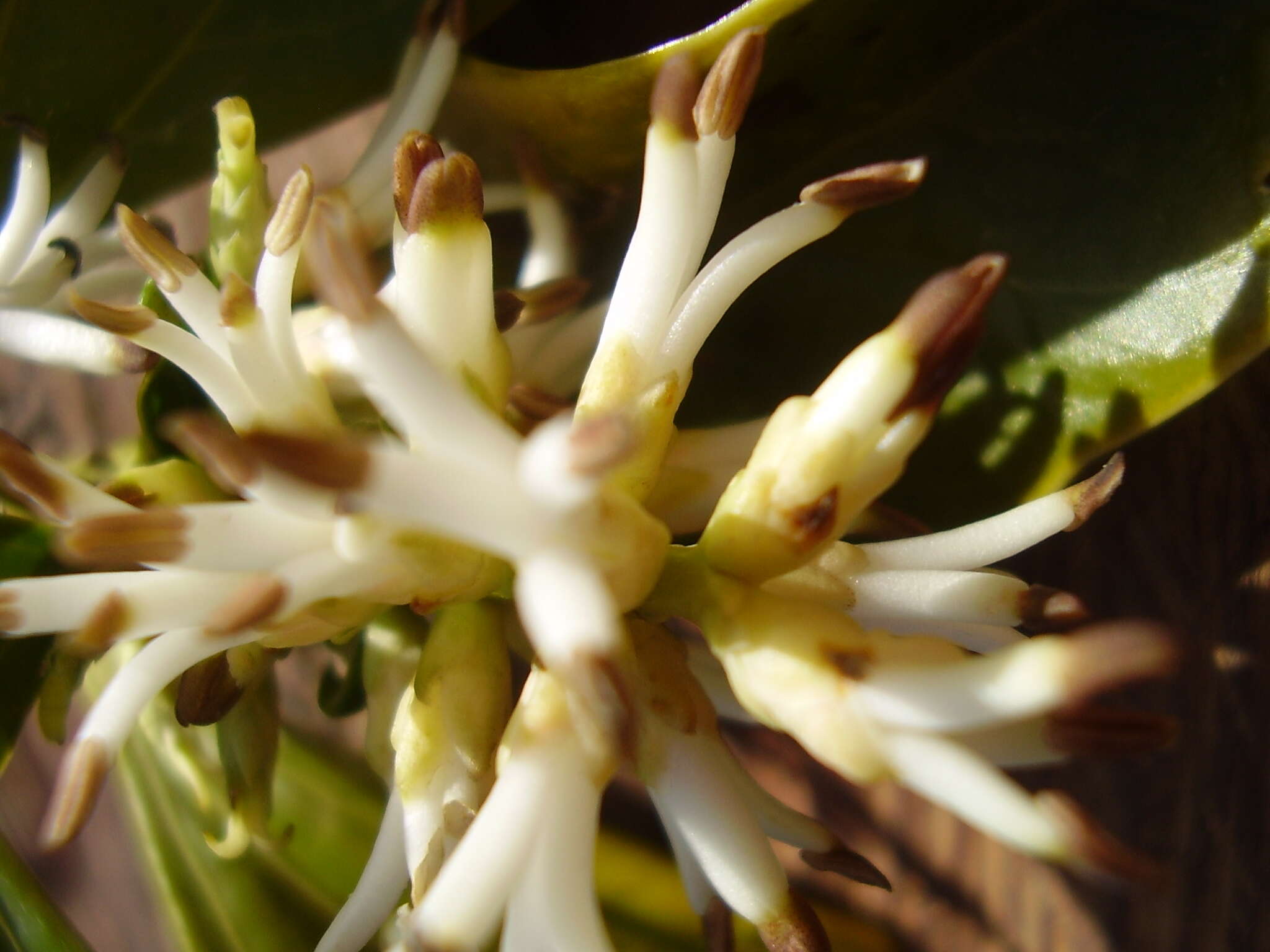 Image of Japanese pachysandra