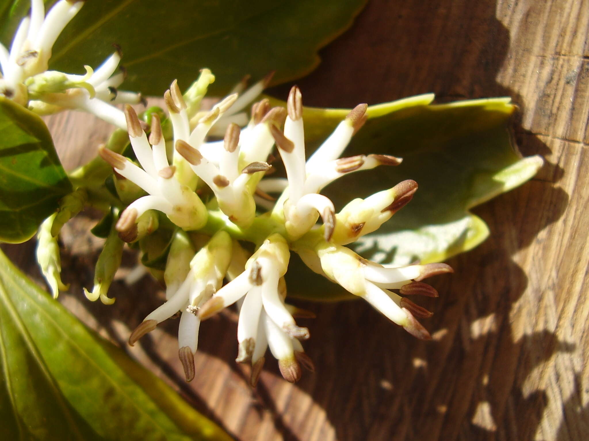 Image of Japanese pachysandra