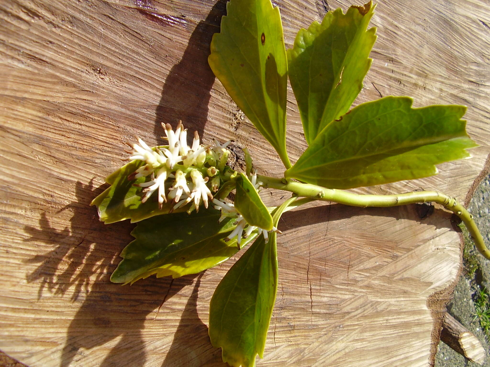 Image of Japanese pachysandra