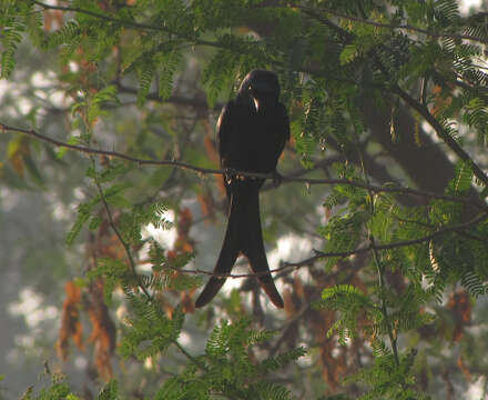 Image of Black Drongo