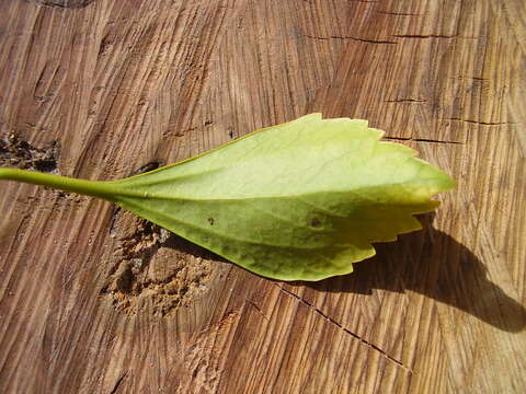 Image of Japanese pachysandra