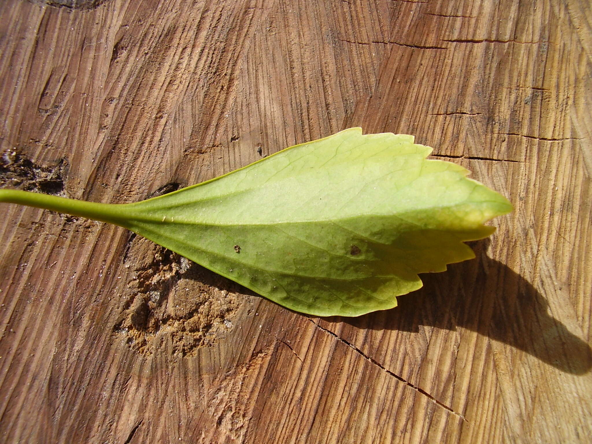 Image of Japanese pachysandra