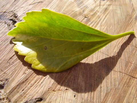 Image of Japanese pachysandra