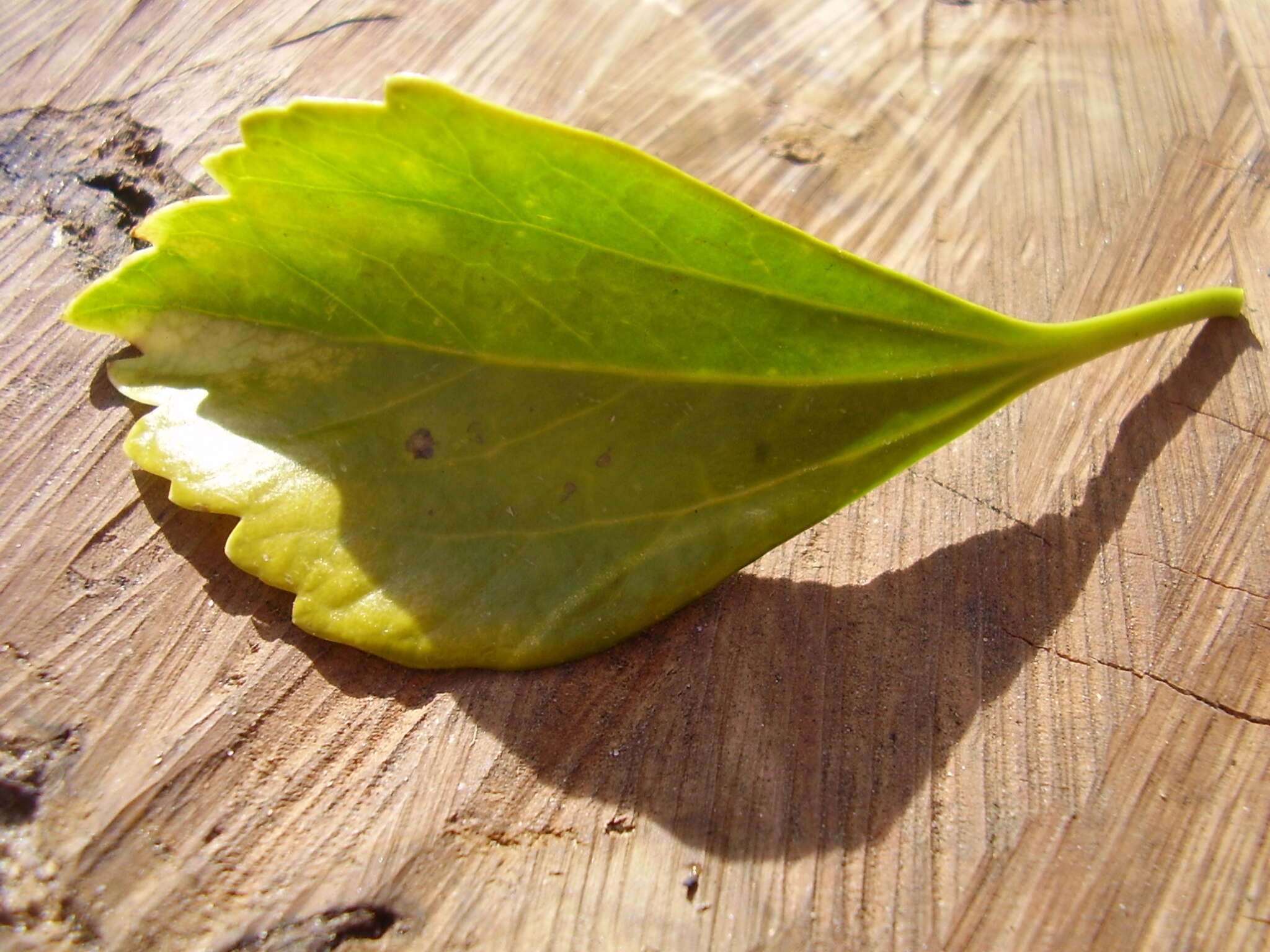 Image of Japanese pachysandra